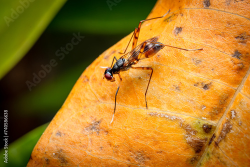 Stilt-legged Flies  on Yellow Green  leaf, Selective Focus photo