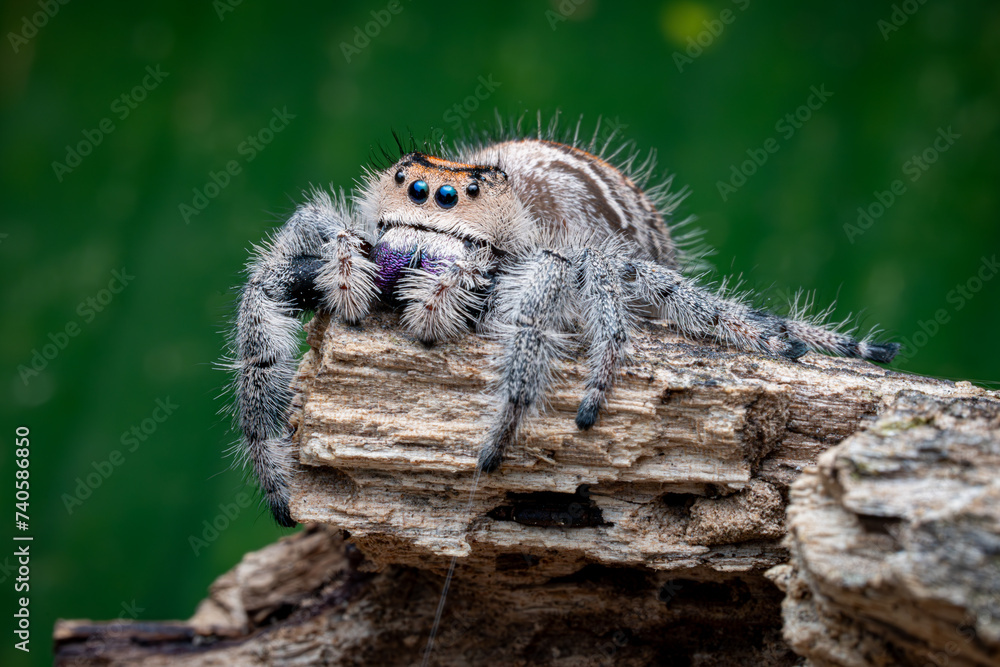 Regal Jumping Spider, Crawling, Green Background, Selective focus, Copy Space