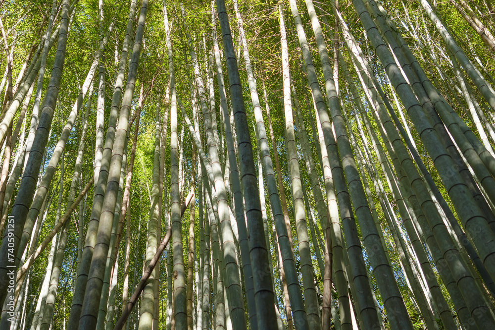Lush, sunlight bamboo forest in Kyoto Lush, sunlight bamboo forest in Kyoto