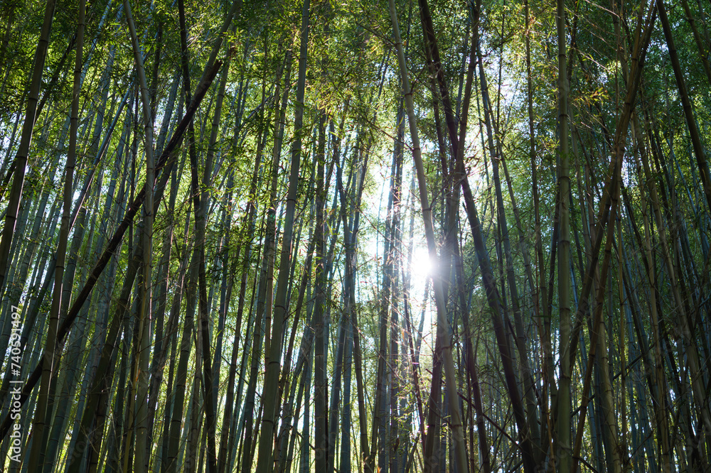 Lush, sunlight bamboo forest in Kyoto Lush, sunlight bamboo forest in Kyoto