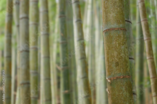 Bamboo forest in Kyoto. Natural green background