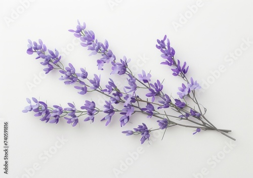 Beautiful lavender flowers  a bouquet of purple flowers centered on a white background  are ideal for design and creative projects.