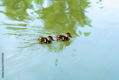Baby ducks in the water