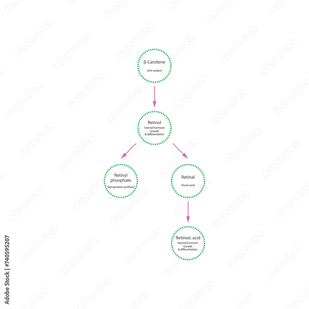 Diagram showing roles of β Carotene, retinol, retinal and retinoic acid in the body - visual cycle, anti oxidant, glycoprotein synthesis and steroid hormone.green color. Diagram showing roles of β Carotene, retinol, retinal and retinoic acid in the body - visual cycle, anti oxidant, glycoprotein synthesis and steroid hormone.green color.