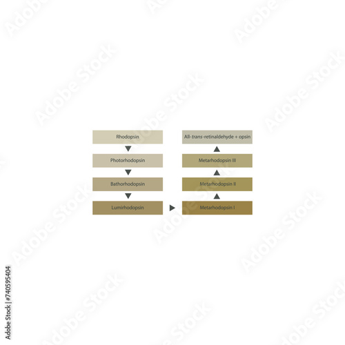 Diagram showing stages of the visual cycle - rhodopsin excitation - transition from photo rhodopsin to metarhodopsin II - biological chemical chain reaction - physiological process. photo
