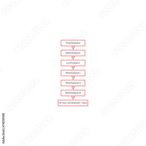 Diagram showing stages of the visual cycle - rhodopsin excitation - transition from photo rhodopsin to metarhodopsin II - biological chemical chain reaction - physiological process.