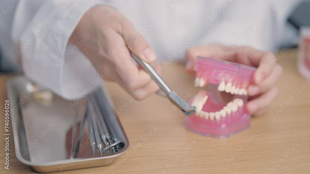 Dentist with tooth Anatomy model. Oral Teeth and disease, Scrape off