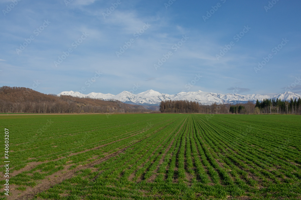 春の緑のムギ畑と雪山　十勝岳
