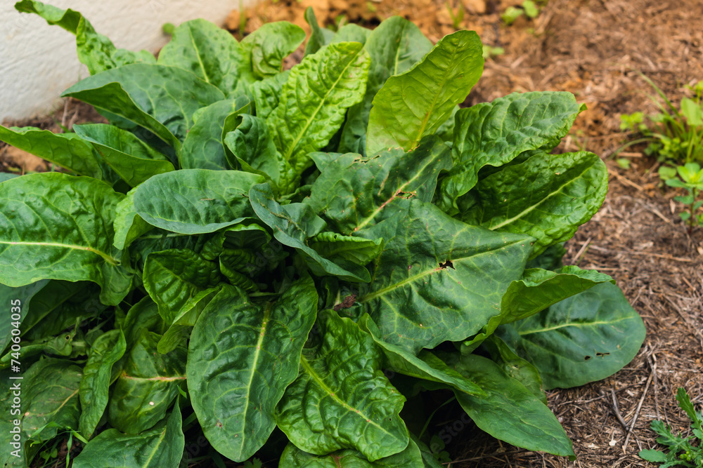 Sorrel is beneficial for the intestines, kidneys, stomach and liver and prevents cardiovascular diseases and some cancers, rumex Sorrel is beneficial for the intestines, kidneys, stomach and liver and prevents cardiovascular diseases and some cancers, rumex