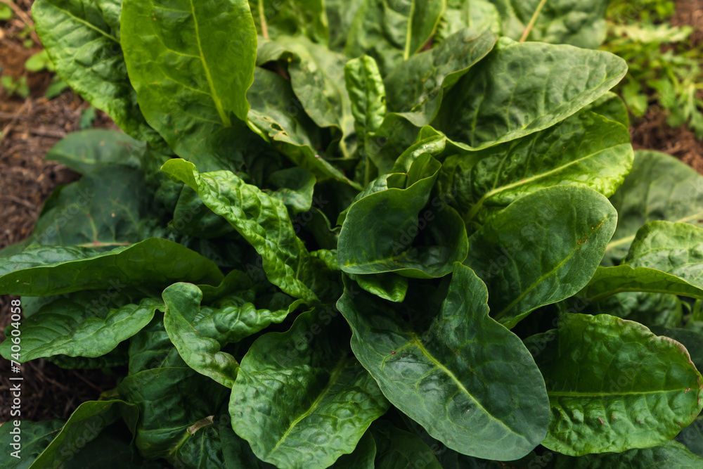 Sorrel is beneficial for the intestines, kidneys, stomach and liver and prevents cardiovascular diseases and some cancers, rumex Sorrel is beneficial for the intestines, kidneys, stomach and liver and prevents cardiovascular diseases and some cancers, rumex