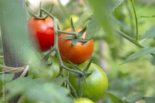 closeup on red tomatoes ripening in a vegetable garden attached to a guardian...