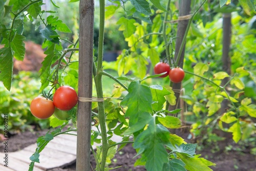 closeup on red tomatoes ripening in a vegetable garden attached to a guardian...