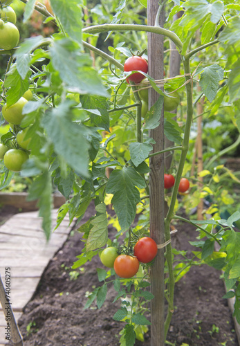 closeup on red tomatoes ripening in a vegetable garden attached to a guardian...
