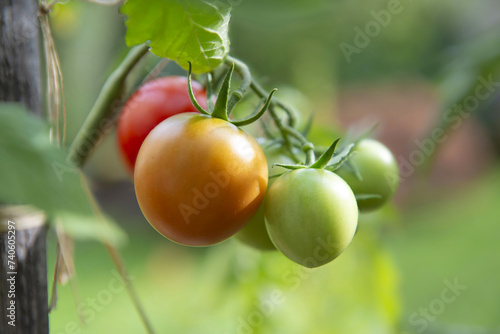 closeup on red tomatoes ripening in a vegetable garden attached to a guardian...