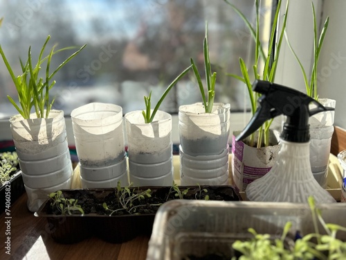 growing green seedlings of peppers and onions in plastic bottles and cardboard milk cartons with soil on the background of a spray bottle with water on the windowsill on the background of the window