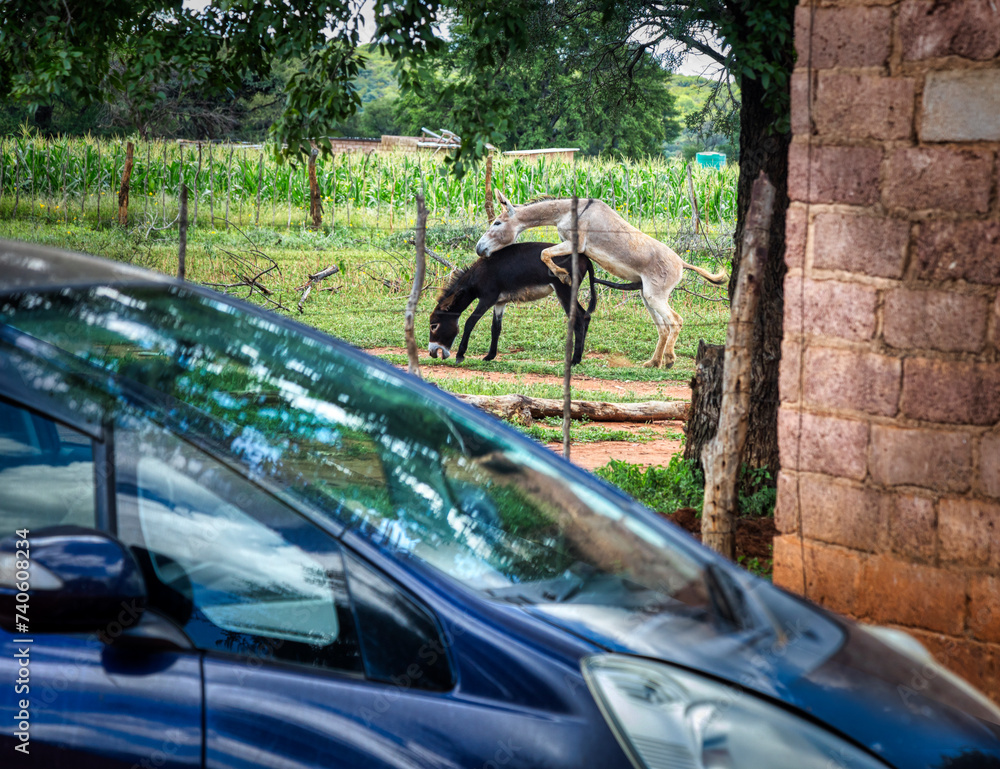 donkeys having sex mating in the corn field, car in front of the farm