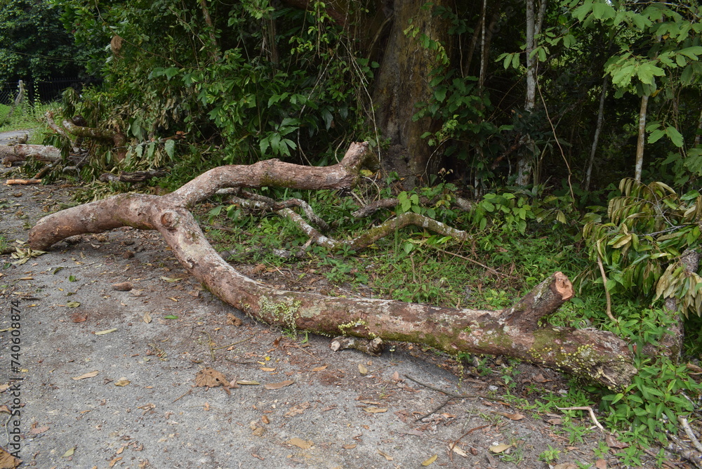tree trunk tree trunk