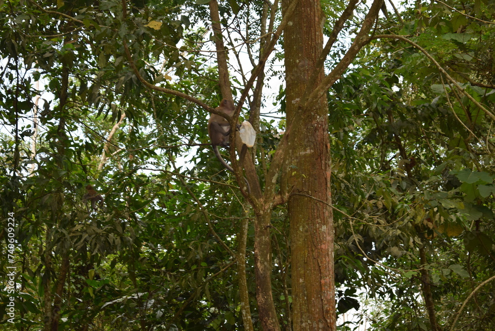 tree in the forest tree in the forest