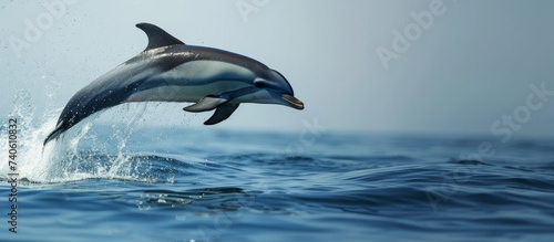 Graceful dolphin leaping joyfully out of the pristine ocean water under clear blue sky