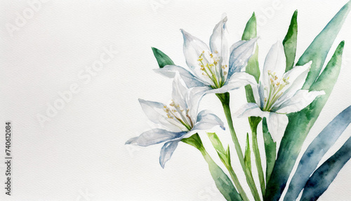 Watercolour of a Pancratium maritimum on pure white background canvas, copyspace on a side