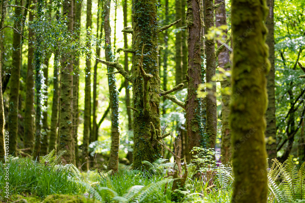 Obraz premium Dense humid forest near Torc Waterfall, one of most popular tourist attractions in Ireland, located in woodland of Killarney National Park. Ring of Kerry tourist route, Ireland.