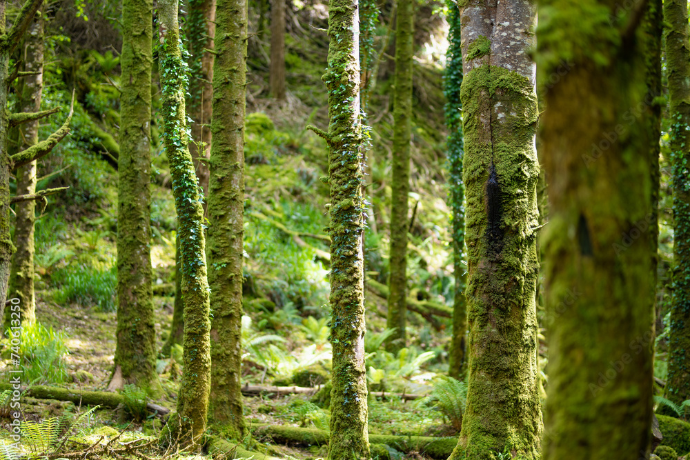 Dense humid forest near Torc Waterfall, one of most popular tourist attractions in Ireland, located in woodland of Killarney National Park. Ring of Kerry tourist route, Ireland.