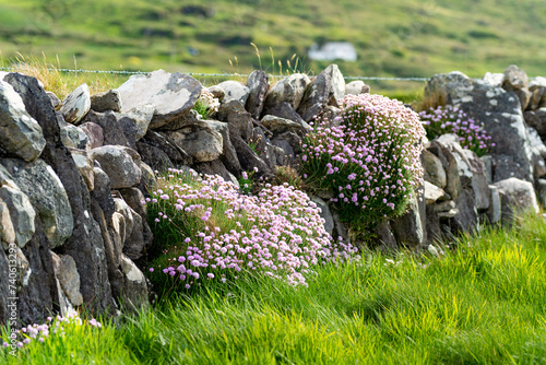 Irish dry-stone wall, built with a variety of stones to separate and protect crop fields as well as create separated fields for livestock grazing.