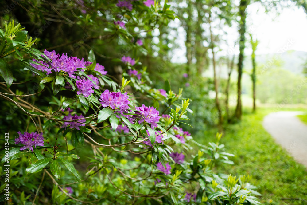 Obraz premium Azalea bushes blossoming on a banks on Muckross Lake, also called Middle Lake or The Torc, located in Killarney National Park, County Kerry, Ireland.