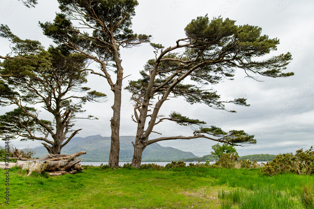 Pine trees on a banks of Muckross Lake, also called Middle Lake or The Torc, located in Killarney National Park, County Kerry, Ireland