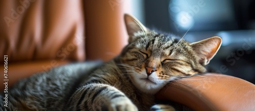 Peaceful tabby cat taking a nap on a comfortable sofa in the living room photo