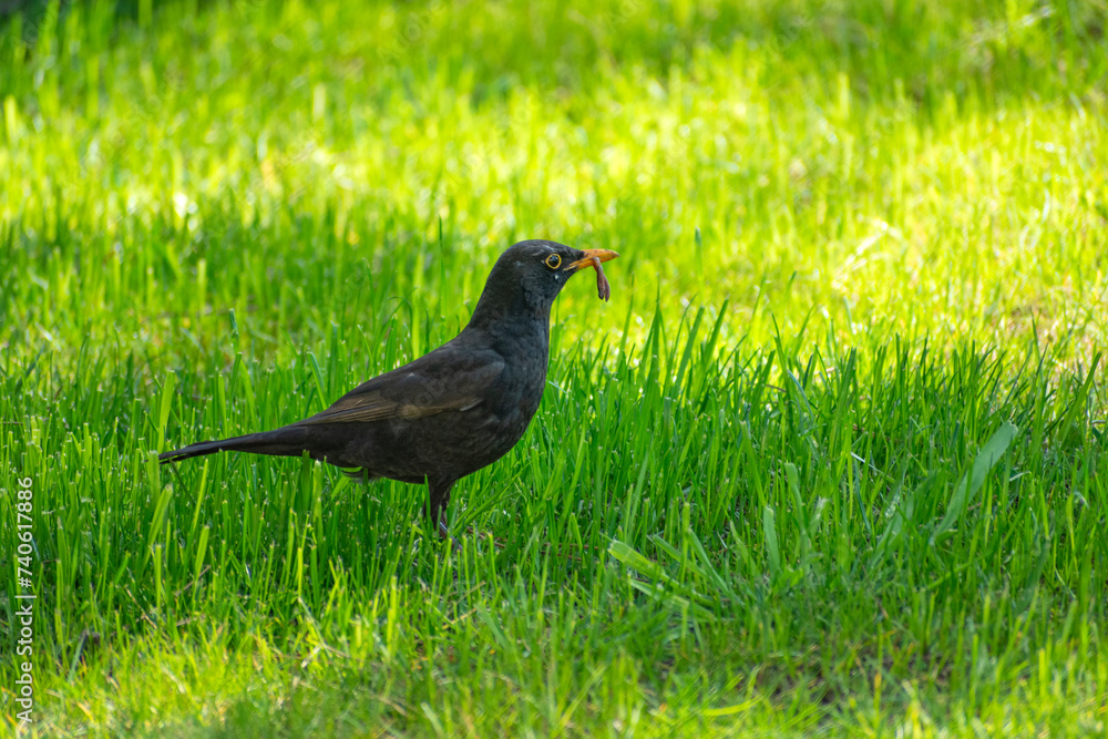 Common blackbird with a worm in its beak Common blackbird with a worm in its beak
