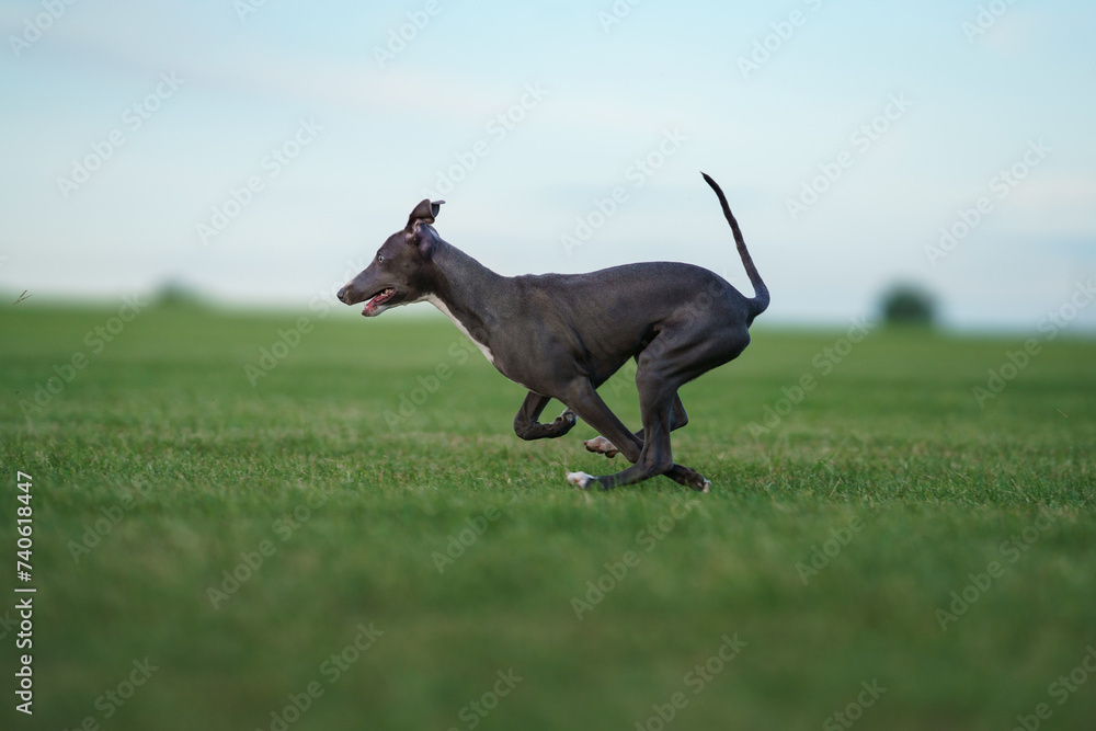 Greyhound dog sprints across a lush field, its lean body reflecting agility and speed. The scene captures the essence of canine athleticism in a serene outdoor setting Greyhound dog sprints across a lush field, its lean body reflecting agility and speed. The scene captures the essence of canine athleticism in a serene outdoor setting