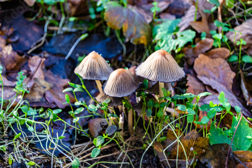 Photography to theme large beautiful poisonous mushroom in forest on leaves background