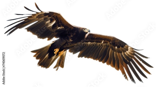 Bird flying with open wings