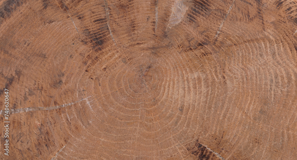 Naklejka premium brown background and texture of round wood cross section