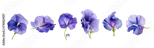Set of Butterfly pea flower or violet flowers isolated on transparent background. photo
