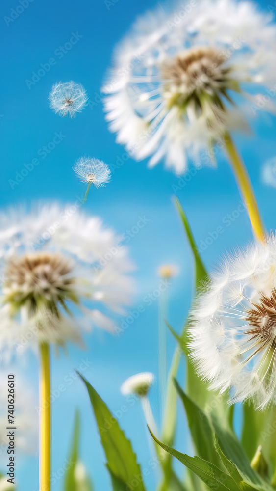 White dandelions on a background of blue sky, close-up