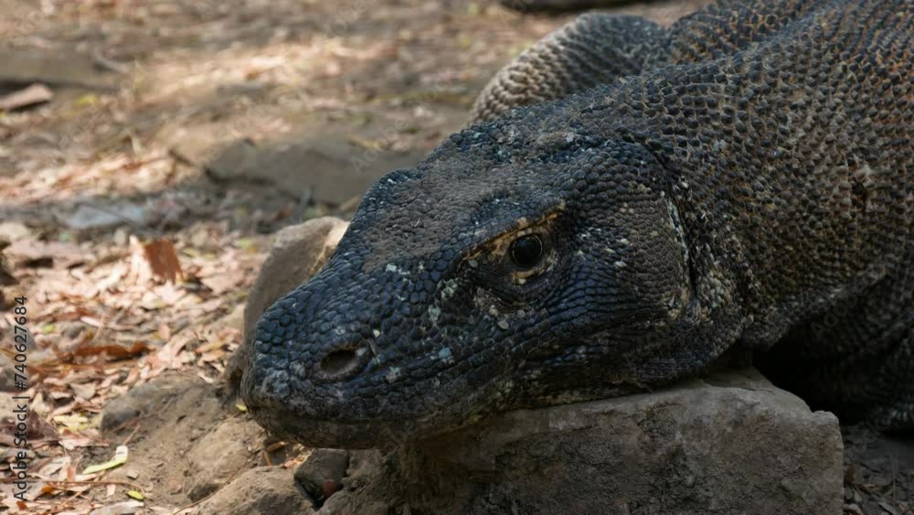 Head of The Komodo dragon (Varanus komodoensis) on Komodo island, Indonesia Head of The Komodo dragon (Varanus komodoensis) on Komodo island, Indonesia