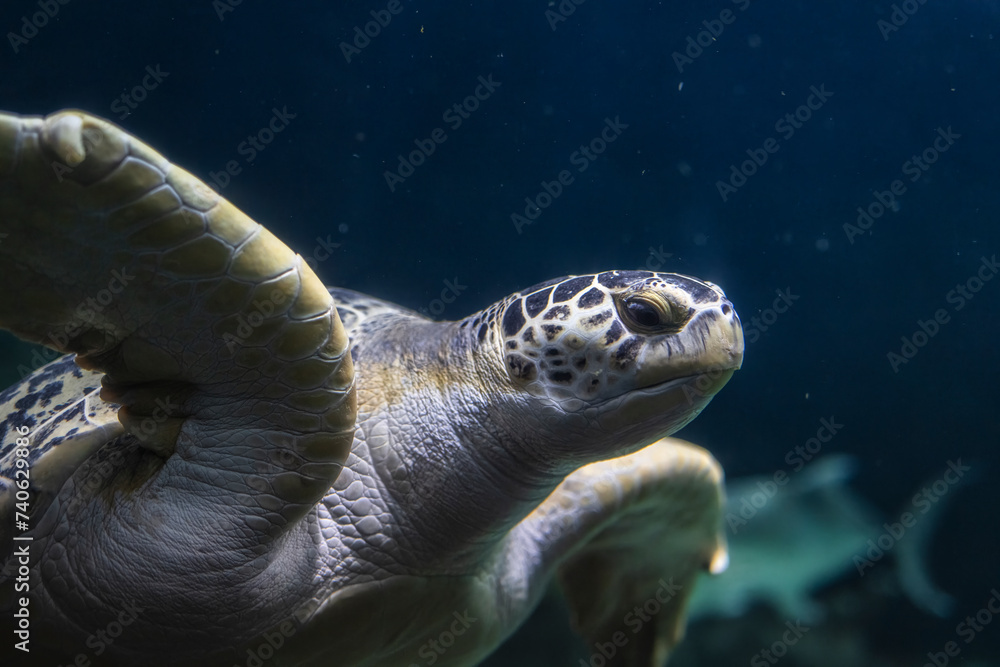 Obraz premium Tartaruga Caretta Caretta all'Acquario di Livorno, Toscana, Italia