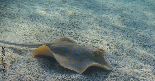 blue spotted stingray flees from the place where it rested in the red sea
