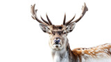 Majestic Deer with Impressive Horns, Isolated on White Background, Graceful Wild Animal Portrait in Natural Habitat, Antlers Symbolizing Strength and Beauty, Wildlife Photography, Generative AI

