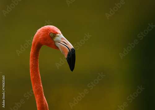 Image of a pink flamingo with a black beak, on a green background.