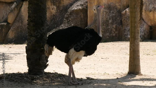 An ostrich, the heaviest and largest living bird photo