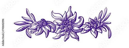 Edelweiss emblem. Flower, leaves. Hand drawn plant
