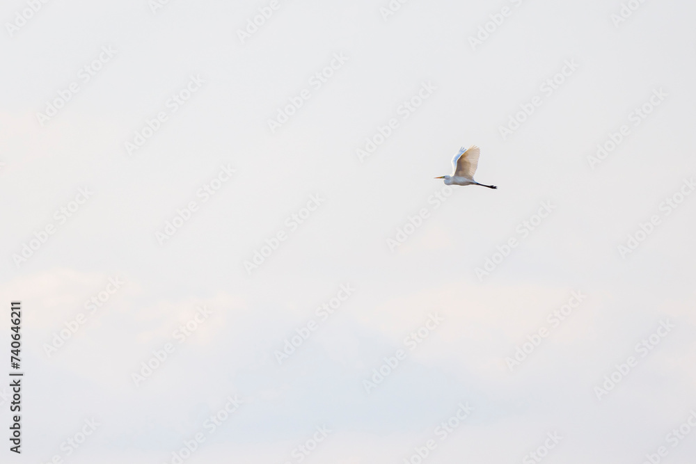 a great white egret isolated in the sky in flight.