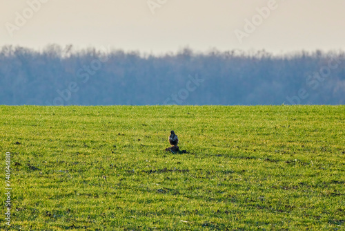 an eagle on a green agricultural field