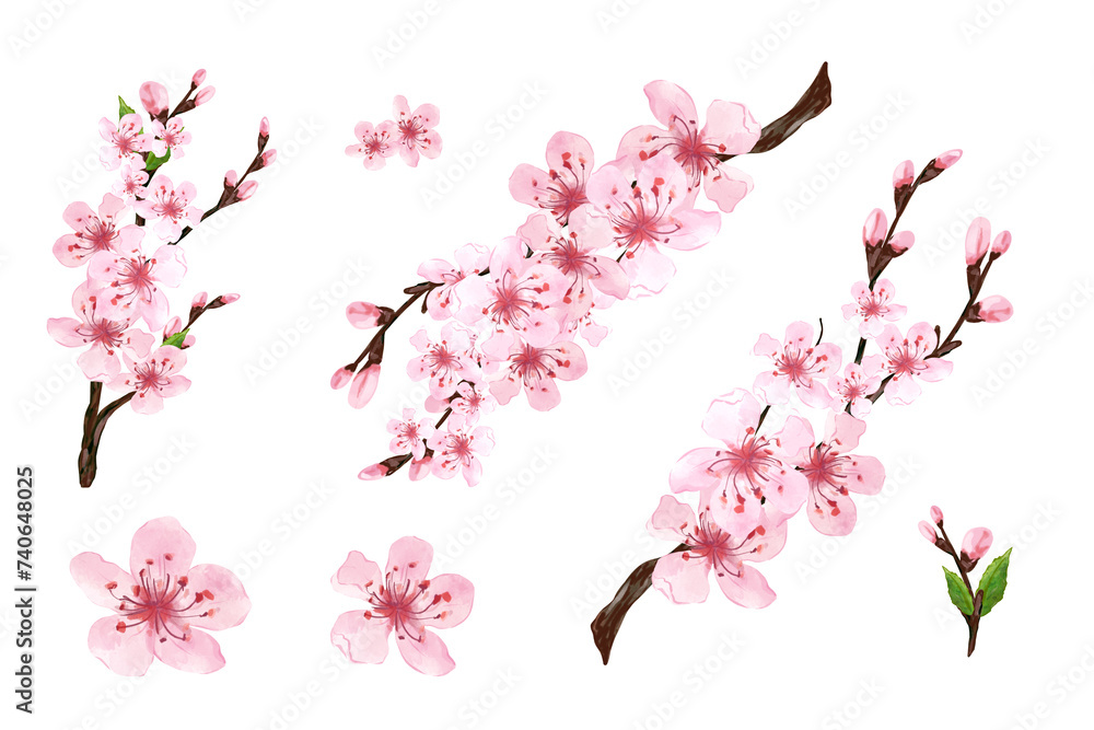 Branch of Sakura on white background. Pink sakura flowers background in watercolor style. Cherry blossom branches with sakura flowers. Hand drawn illustration, isolated - obrazy, fototapety, plakaty 