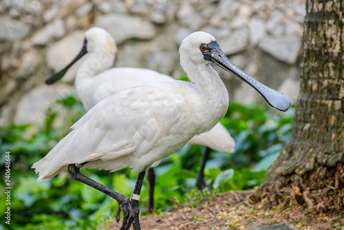 black faced spoonbill(Platalea minor). it has the most restricted distribution of all spoonbills, and it is the only one regarded as endangered.