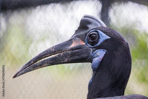 northern ground hornbill (Bucorvus abyssinicus) is an African bird, found north of the equator, and is one of two species of ground hornbill. It is the second largest species of African hornbill. photo