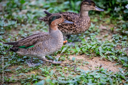 The Eurasian teal (Anas crecca)  is a common and widespread duck that breeds in temperate Eurosiberia and migrates south in winter.
It is a highly gregarious duck outside the breeding season photo